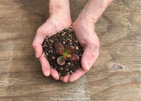 You can sign in to vote the answer. How to Water Succulents - Your Plants Will Tell You! | The ...