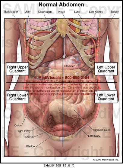 In pregnancy, the muscles of the anterior abdominal wall become stretched as the fetus grows and the uterus projects from the pelvic cavity into the abdomen. Abdominal Anatomy Pictures Female - Human Anatomy Abdomen ...