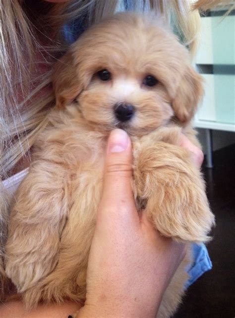 • please tell the poodle mix and hybrid dog breeders with puppies for sale that you found them on breedersclub.net. Havapoo (Havanese X Poodle Mix) Info, Temperament, Puppies ...