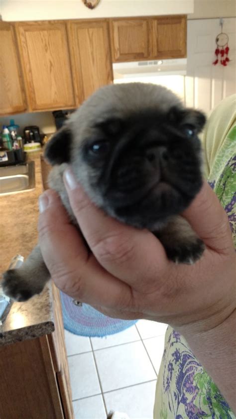 The club is affiliated with the pug dog club of america. Pug Puppies For Sale | Alpena, MI #166281 | Petzlover