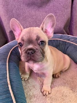 But they are also very expensive to buy, with this often being the first hurdle to overcome with cost of ownership. View Ad: French Bulldog Puppy for Sale near California ...