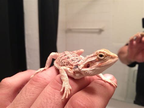 Use your handy temp gun or thermometer to make sure the water is about 100 degrees fahrenheit. Baby Bearded Dragon. My new baby :) | Baby bearded dragon ...