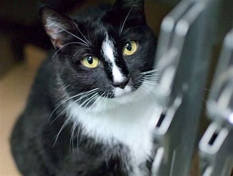 Meet our adoptable dogs and cats. SPARKLE - A0962223 | Cat kids, Cat mom, Living with cats