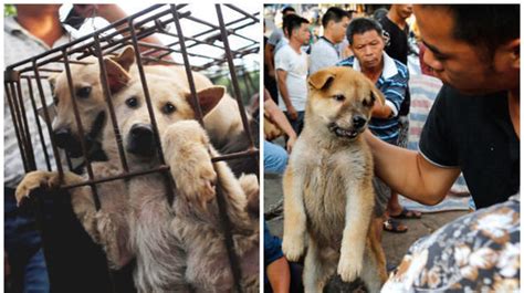 Cork itself is not digestible. Petition · GuangXi Government : Stop Yulin Dog Meat ...