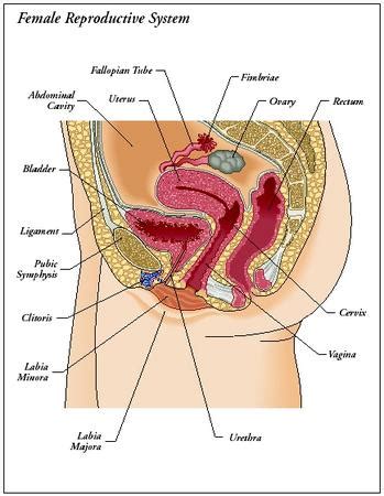 What happens during the menstrual cycle? Design: parts of the reproductive system - The ...