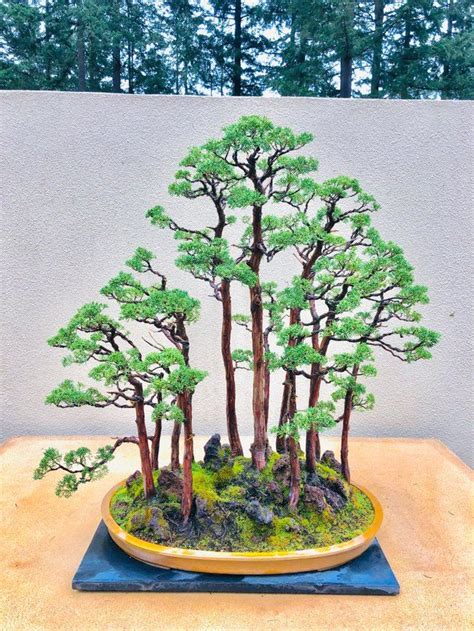 They must master bonsai tree caring techniques such as trimming, pruning and growing them to stay healthy in many years. Shimpaku Junipers, a group of 1972 seedlings. : Bonsai ...