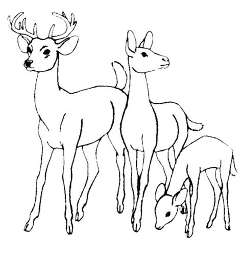 Deer are one of the favorite animals of kids. Family Deer Coloring Pages | Animal coloring pages, Deer ...