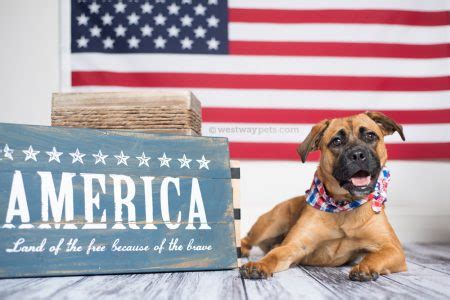 Give your furry friend a nice stay at our #petresort. All American Pet Photo Day - South Austin