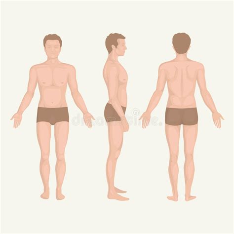 Check spelling or type a new query. Man Body Anatomy, Front, Back And Side Stock Vector ...