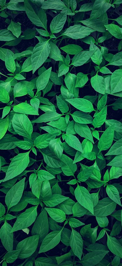 ✓ free for commercial use ✓ high quality images. Green Wallpapers: Top 4k Green Color Backgrounds  75+ HD 