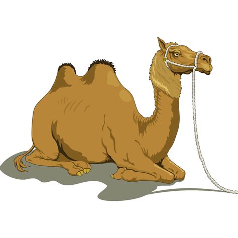 The dromedary camel has a single hump and usually dwells in warmer climates, and the bactrian camel has two humps and dwells in rugged cold climates. Resting Camel With Two Humps PNG, SVG Clip art for Web ...