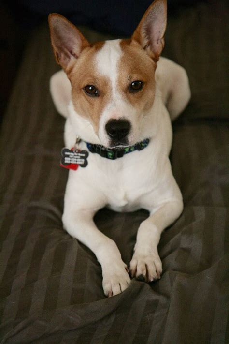 See more of underdog pet rescue of wisconsin, inc. Adopted this little guy two months ago from Underdog Pet ...