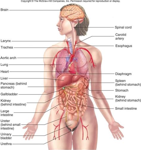 Download 833 woman human body free vectors. Human Anatomy Organs Diagram | Human anatomy female, Human ...