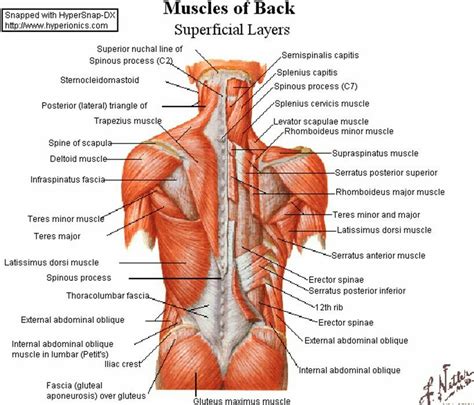 The anterior surface is covered; back muscles torso anatomy | Art Studies References ...