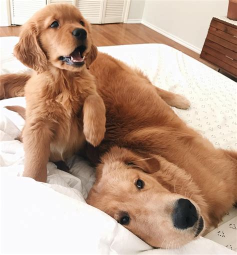 Hence he crossed one of his yellow retriever with an extinct breed namely tweed water spaniel. Golden & Red Golden Retrievers #GoldenRetriever | Puppies ...