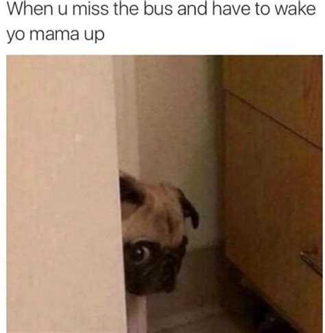 Some memes are clean and safe for people of all ages while others may use language or images some readers may find offensive. 17 Pugs Memes That Are Weirdly Relatable, Funny, And Downright Ridiculous | Pug memes, Cute ...