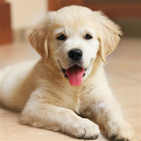 He is fine with other dogs and sensible children over the age of 5 years. Find Labrador Retriever Puppies For Sale In Florida