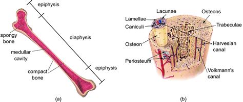 Protection of the heart , lungs , and other organs and structures in the chest creates a problem somewhat. 3: (a) long bone structure. (b) bone composition. Adapted ...