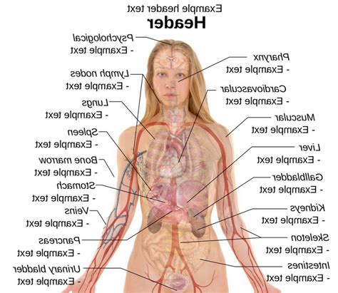 Explore the anatomy systems of the human body! Female Human Body Diagram Of Organs Diagram Of Female ...