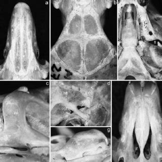 As typical for many ponerine ants unmated. -Holotype of Calassomys apicalis, gen. et sp. nov., from ...