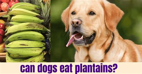 We did not find results for: Can dogs have plantains? Benefits - Side effects