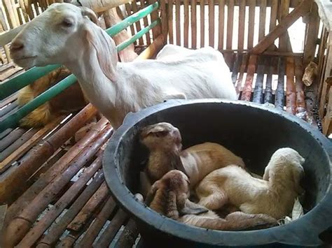 Anak kambingnya haruka.udah di bikin sate sama preman kampung sebelah. Supriyadi: Tip Merawat Anak Kambing Dari Para Juragan ...