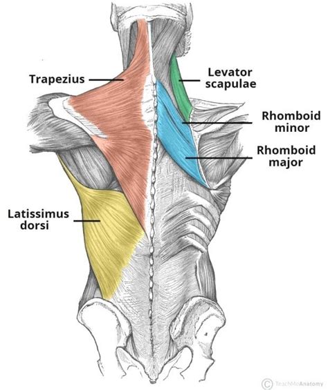 Back muscles diagram back anatomy the big picture gross anatomy 2e accessmedicine. Muscle Anatomy Lats The Superficial Back Muscles ...