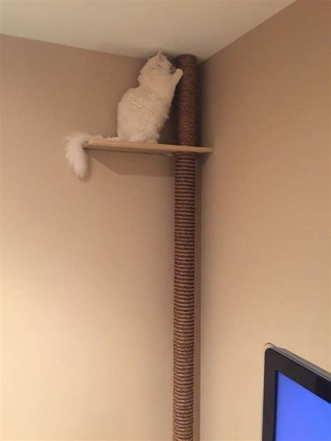 It can be secured to the ceiling by using the tension rod that's included in it. Floor-to-ceiling cat tree with perch (#QuickCrafter) | Diy ...