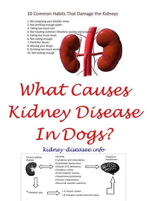 How long does a cat live with kidney failure? Dogs Kidney Failure Life Expectancy - Dogs Of Days Summer