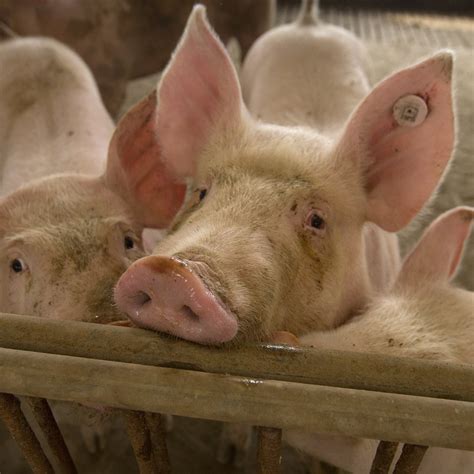 African swine fever (asf) affects all pigs, including wild boar. The SA govt now suggests social distancing for pigs, as ...