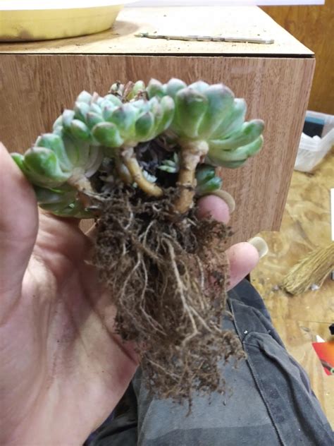 Echeveria is a great plant to use in containers with other succulents in the summer months. Advice on separating these echeveria minima pups? There's ...