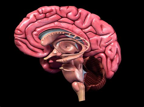 Each side of the brain controls the opposite side of the body. Human Brain, Sagittal Section Photograph by Hank Grebe