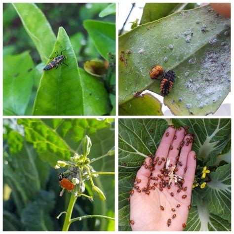 How to get rid of pests from your indoor garden. Organic Pest Control, Part 1: How to Prevent Pests in the ...