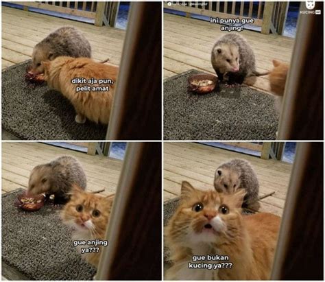 Create meme kucing , crying kitten. Gambar Kucing Ketawa Ngakak - 81021+ Nama Untuk Kucing ...