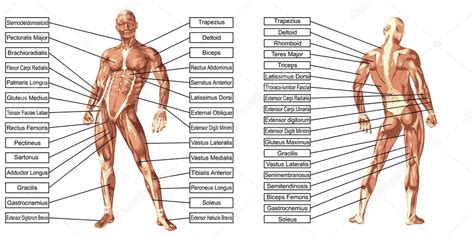 Vector muscular human body, anatomy muscle man, female musculoskeletal system front and back isolated on a white background. man anatomie van de spieren met tekst — Stockvector ...