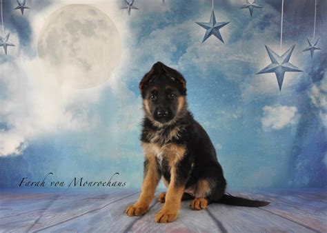 Check spelling or type a new query. German Shepherd Puppies, MA, CT, RI, NY, German Shepards ...