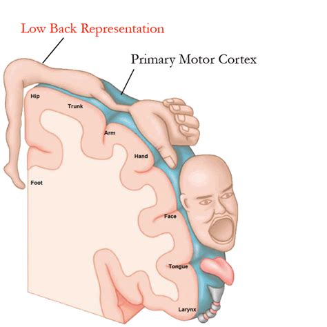 Back pain can range from a muscle aching to a shooting, burning or stabbing sensation. Homunculus showing back pain area in the brain - Medical GIF