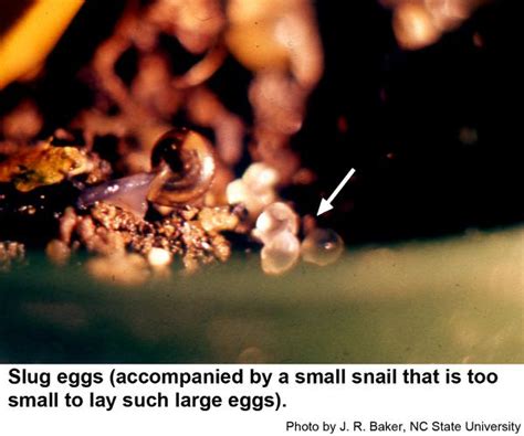 We did not find results for: Slugs & Snails on Ornamental Plants | NC State Extension ...