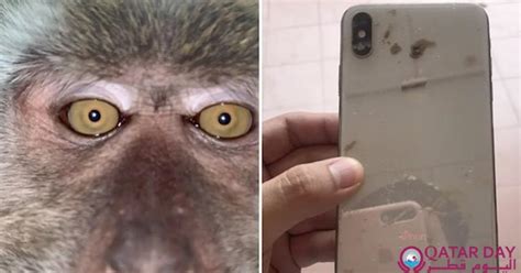 Started as a facebook page, the point of this site and page are to have many vaccine related memes, information, stories and more all in one place. Malaysia: A monkey stole a smartphone to click hilarious ...