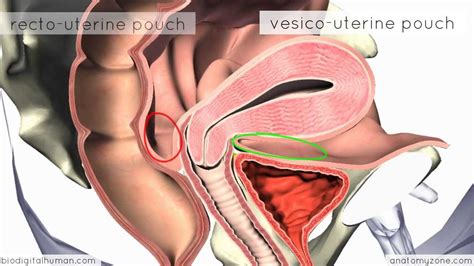 A diagram of the human body organs human body anatomy internal organs . Introduction to Female Reproductive Anatomy - 3D Anatomy ...