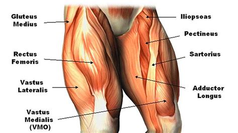 Note that some muscles listed above are identified as 'deep muscle', which may explain why they are difficult to find on diagrams of superficial muscles. The Squat Is Overrated | T Nation