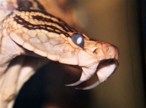 35+ beetlejuice snake gif.fans got a beetlejuice animated series back in the late '80s and a musical in 2018, but a new documentary called documentary for the recently deceased will be. Habu Snake | Habu snake of Okinawa Japan. Snake is ...