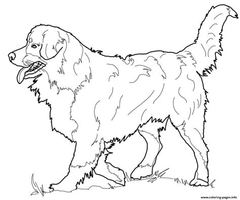 Kids will sit, stay, and beg for more of our printable dog coloring pages. Bernese Mountain Dog Coloring Pages Printable