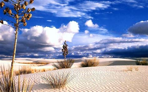 A desert is a barren area of landscape where little precipitation occurs and, consequently, living conditions are hostile for plant and animal life. Father's Writings: First Sunday of Lent: More About the ...