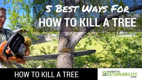 How would you implement such a behavior knowing that clients are identified through an id provided within each socket messages ? 5 Best Ways For How To Kill A Tree - How To Kill A Tree ...
