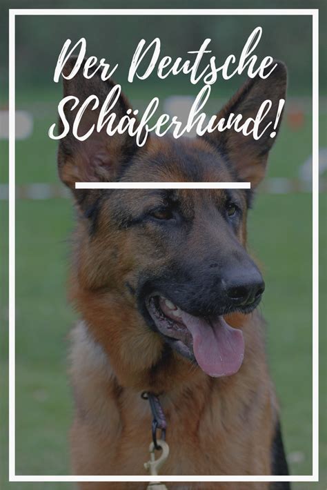 3.5 abgrenzung zum weissen schweizer schäferhund. Deutscher Schäferhund - ein ehrgeiziges Allround-Talent ...