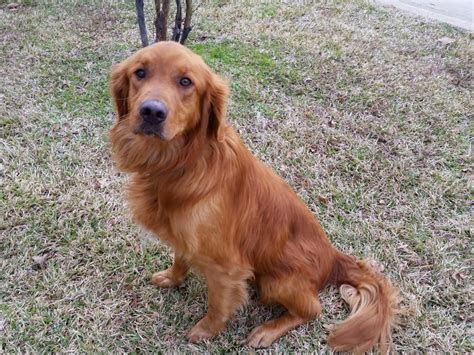 Pink is a year old, sweet and very energetic. Hondo is a 2-3 year old male. To learn more, keep up with ...