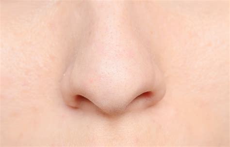 A short, broad, somewhat turned up nose • etymology: Nose Definition, Anatomy, Functions, Diagram