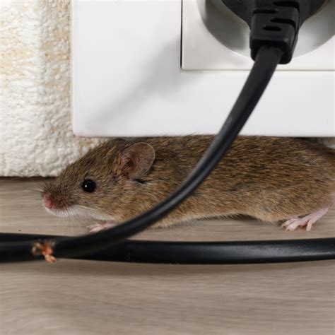 Rats, weasels, chipmunks, rabbits, mink, squirrels, muskrats, ferrets, skunks (watch out for their spray!), woodchucks, porcupines, stray cats, opossums, raccoons, and bobcats. How to Tackle Your Rodent Problem | Bama Pest Control