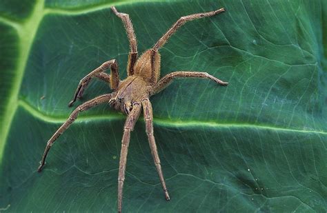 Die spinne in der bananenkiste des harzer supermarktes. Das ist die giftigste Spinne der Welt | Männersache